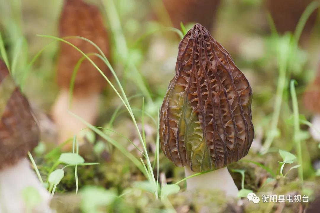 湖南金芙農(nóng)業(yè)科技有限公司,湖南蛹蟲草,湖南羊肚菌,蛹蟲草,羊肚菌,龍新,蟲草酒哪里好,衡陽食用菌,衡陽羊肚菌,衡陽蛹蟲草 湖南金芙農(nóng)業(yè)科技有限公司,湖南蛹蟲草,湖南羊肚菌,蛹蟲草,羊肚菌,龍新,蟲草酒哪里好,衡陽食用菌,衡陽羊肚菌,衡陽蛹蟲草
