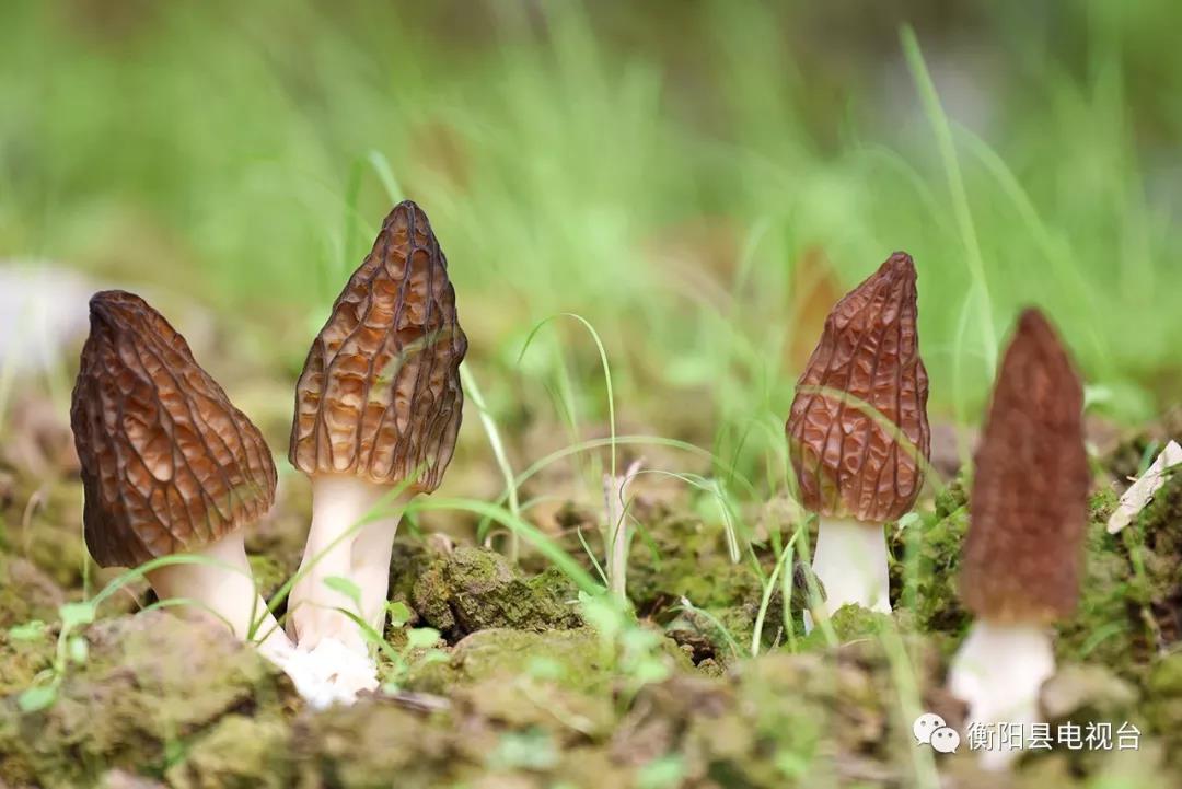 湖南金芙農(nóng)業(yè)科技有限公司,湖南蛹蟲草,湖南羊肚菌,蛹蟲草,羊肚菌,龍新,蟲草酒哪里好,衡陽食用菌,衡陽羊肚菌,衡陽蛹蟲草 湖南金芙農(nóng)業(yè)科技有限公司,湖南蛹蟲草,湖南羊肚菌,蛹蟲草,羊肚菌,龍新,蟲草酒哪里好,衡陽食用菌,衡陽羊肚菌,衡陽蛹蟲草