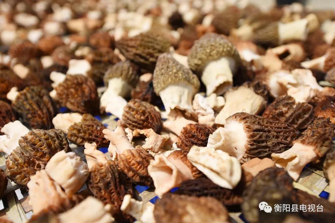 湖南金芙農(nóng)業(yè)科技有限公司,湖南蛹蟲草,湖南羊肚菌,蛹蟲草,羊肚菌,龍新,蟲草酒哪里好,衡陽食用菌,衡陽羊肚菌,衡陽蛹蟲草 湖南金芙農(nóng)業(yè)科技有限公司,湖南蛹蟲草,湖南羊肚菌,蛹蟲草,羊肚菌,龍新,蟲草酒哪里好,衡陽食用菌,衡陽羊肚菌,衡陽蛹蟲草