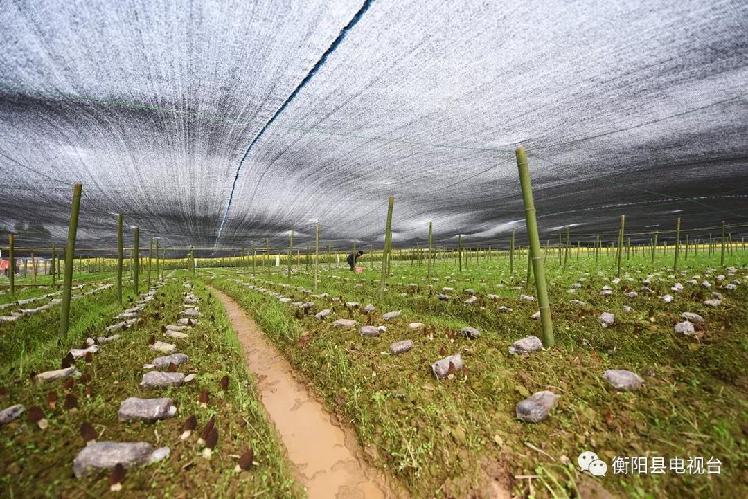 湖南金芙農(nóng)業(yè)科技有限公司,湖南蛹蟲草,湖南羊肚菌,蛹蟲草,羊肚菌,龍新,蟲草酒哪里好,衡陽食用菌,衡陽羊肚菌,衡陽蛹蟲草 湖南金芙農(nóng)業(yè)科技有限公司,湖南蛹蟲草,湖南羊肚菌,蛹蟲草,羊肚菌,龍新,蟲草酒哪里好,衡陽食用菌,衡陽羊肚菌,衡陽蛹蟲草