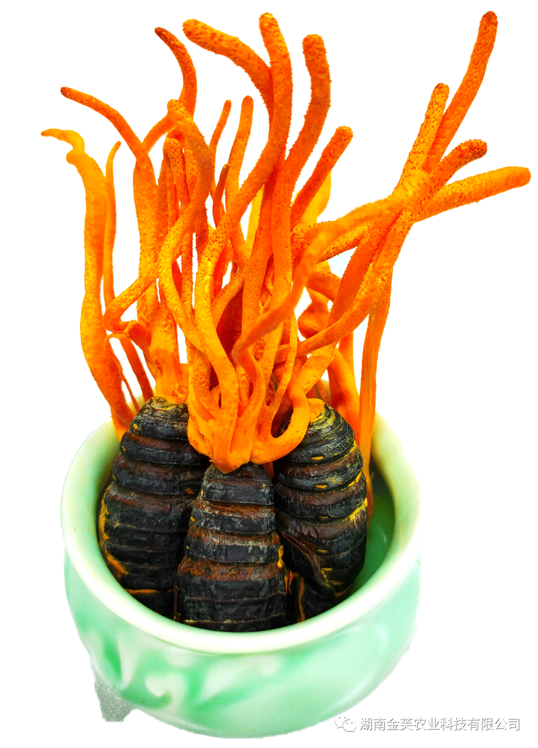 湖南金芙農(nóng)業(yè)科技有限公司,湖南蛹蟲草,湖南羊肚菌,蛹蟲草,羊肚菌,龍新,蟲草酒哪里好,衡陽食用菌,衡陽羊肚菌,衡陽蛹蟲草